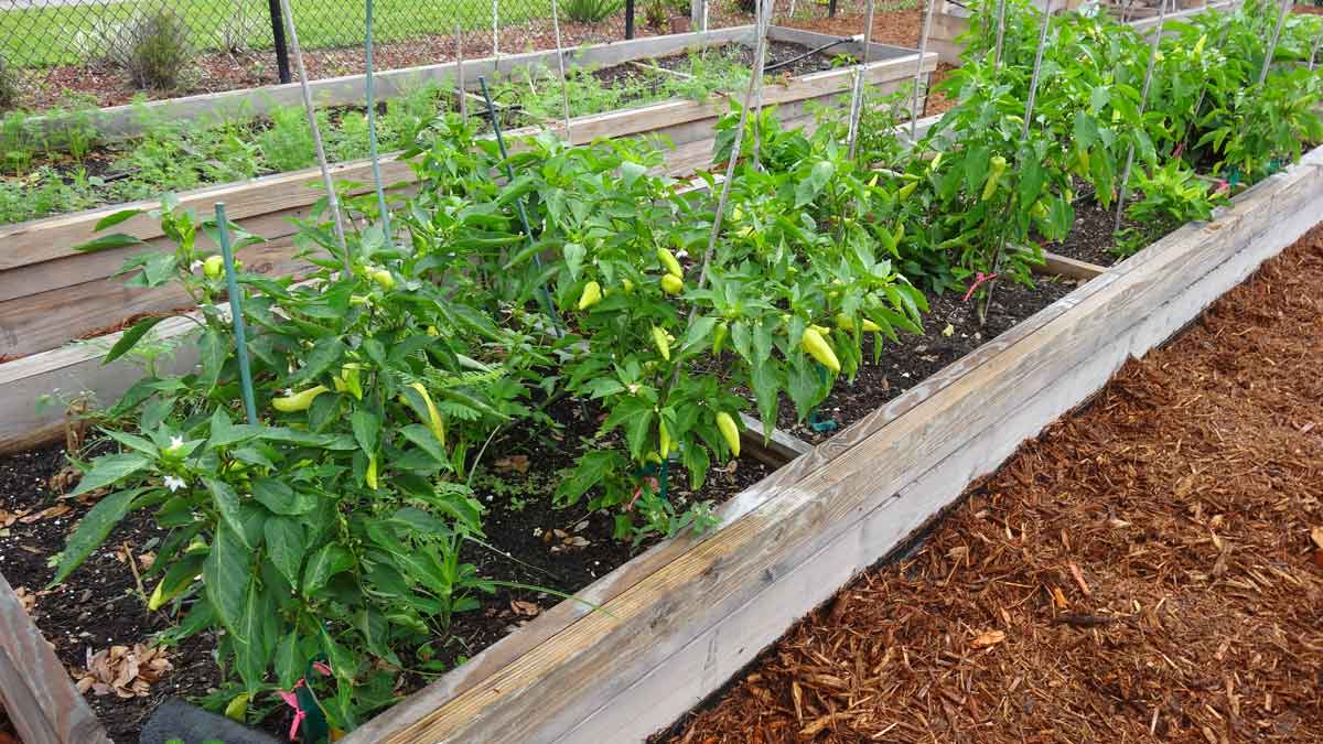Raised garden bed with thriving green plants in the Cops 'n Kids garden program