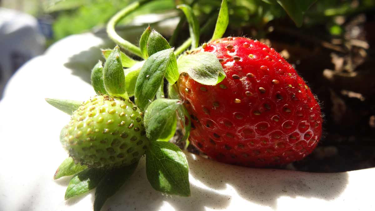 Bright red strawberries ripening in the Cops 'n Kids community garden