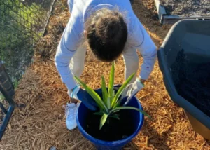 child plants cactus