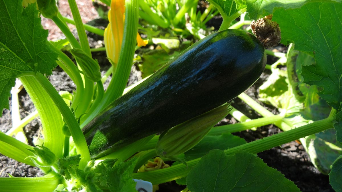 Close-up of a dark green zucchini growing on a vine in the Cops 'n Kids garden